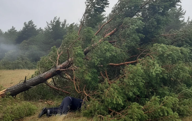 Ураган или несчастный случай: Жительница Кубани пострадала из-за падения дерева Ураган или несчастный случай: Жительница Кубани пострадала из-за падения дерева
