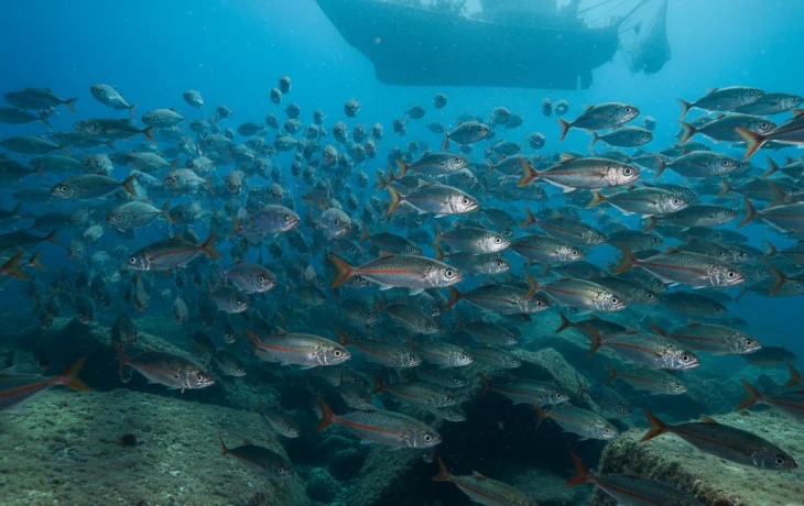 В Черном море может появиться новый промысловый вид рыбы