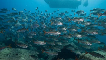 В Черном море может появиться новый промысловый вид рыбы