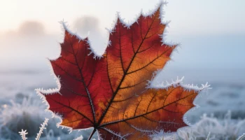 Погода на Кубани преподнесет сюрпризы: ночные заморозки и дневное тепло