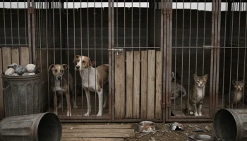 Трагедия за заборами: как приюты на Кубани стали ловушкой для сотен животных