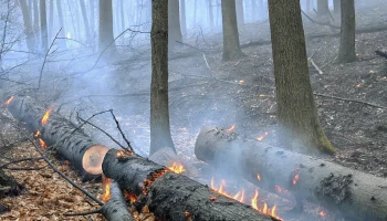 В Краснодарском крае ликвидировали лесной пожар в Смоленской