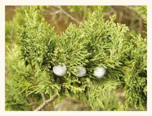 В Геленджике незаконная свалка уничтожила реликтовые можжевельники В Геленджике незаконная свалка уничтожила реликтовые можжевельники