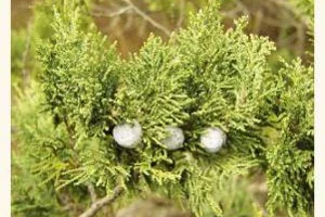 В Геленджике незаконная свалка уничтожила реликтовые можжевельники