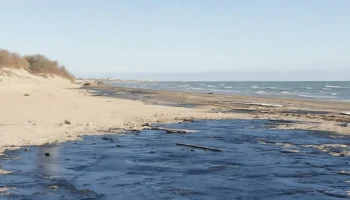 Журналисты и волонтёры спасли побережье Анапы от катастрофы