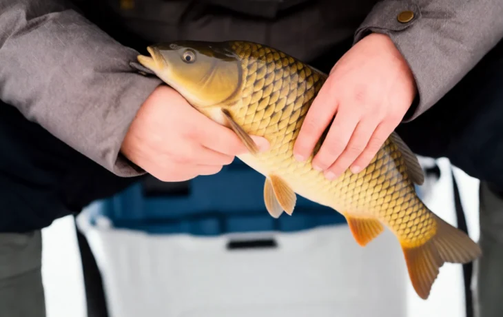 Рыбная отрасль Краснодарского края показала рост на 30% в 2025 году