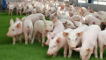 Мясной бум на Кубани: свиноводство и птицеводство бьют рекорды, но яичный рынок проседает