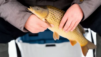 Рыбная отрасль Краснодарского края показала рост на 30% в 2025 году