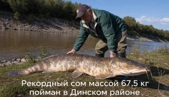 Рыболовный рекорд: в Динском районе пойман сом весом 67,5 кг