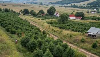В Приморско-Ахтарске нашли более 500 кустов дикой конопли