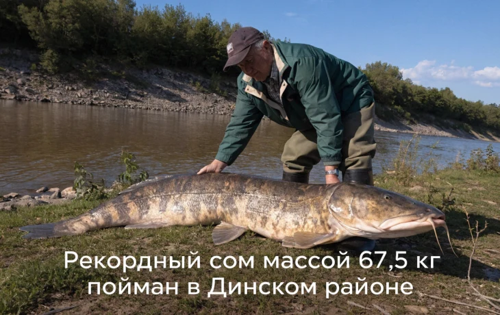 Рыболовный рекорд: в Динском районе пойман сом весом 67,5 кг Рыболовный рекорд: в Динском районе пойман сом весом 67,5 кг