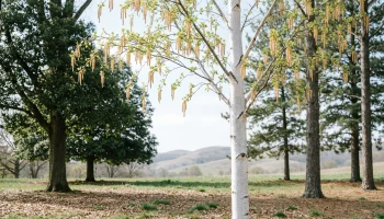 Весенняя аллергия началась раньше обычного: ольха уже пылит, цветение берёзы может сдвинуться на апрель.