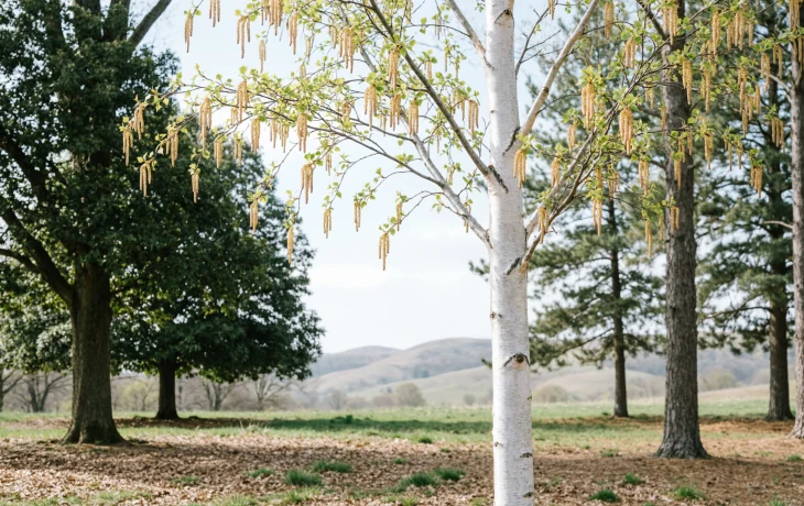 Весенняя аллергия началась раньше обычного: ольха уже пылит, цветение берёзы может сдвинуться на апрель.