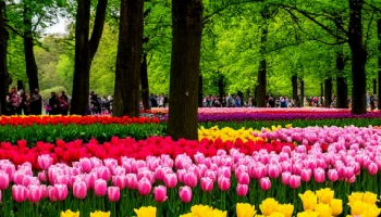 Весемь из девяти: &laquo;Тюльпаномагия&raquo; сохранила интригу