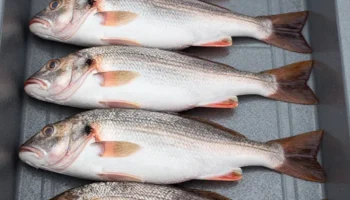 В Новороссийске из гаража изъяли 700 кг немаркированной рыбы