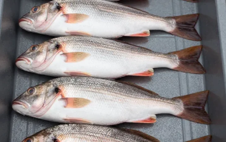 В Новороссийске из гаража изъяли 700 кг немаркированной рыбы В Новороссийске из гаража изъяли 700 кг немаркированной рыбы