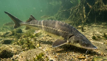 В Сочи мужчину обвинили в незаконной добыче русского осетра