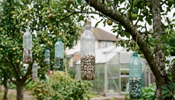 Бутылки на ветках помогут уберечь сад от птиц