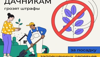 Дачникам грозят штрафы до 50 тысяч за посадку запрещенных деревьев