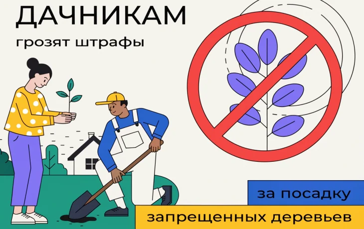 Дачникам грозят штрафы до 50 тысяч за посадку запрещенных деревьев Дачникам грозят штрафы до 50 тысяч за посадку запрещенных деревьев